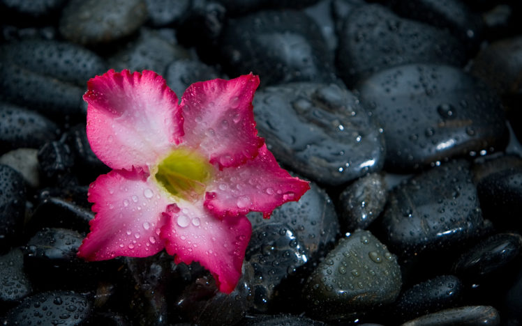 flower, Stones, Wet, Drops, Bokeh HD Wallpaper Desktop Background