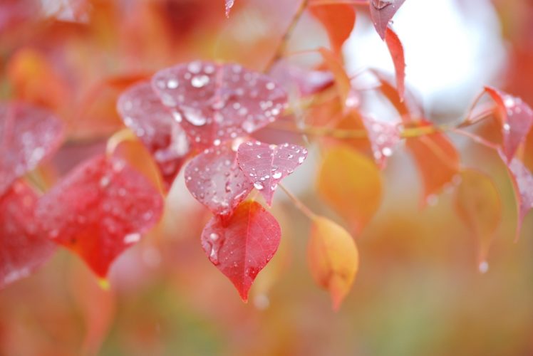 leaves, Water, Drops, Macro, Autumn HD Wallpaper Desktop Background