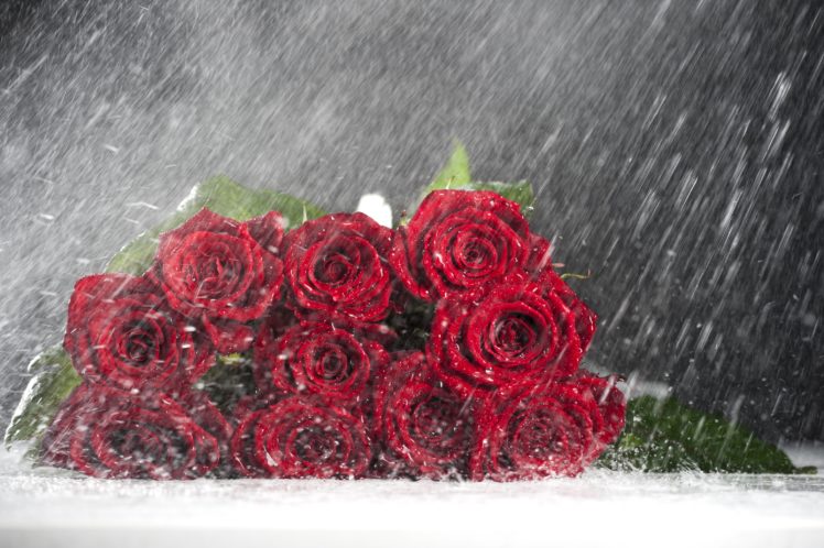 roses, Buds, Rain, Drops, Valentine HD Wallpaper Desktop Background