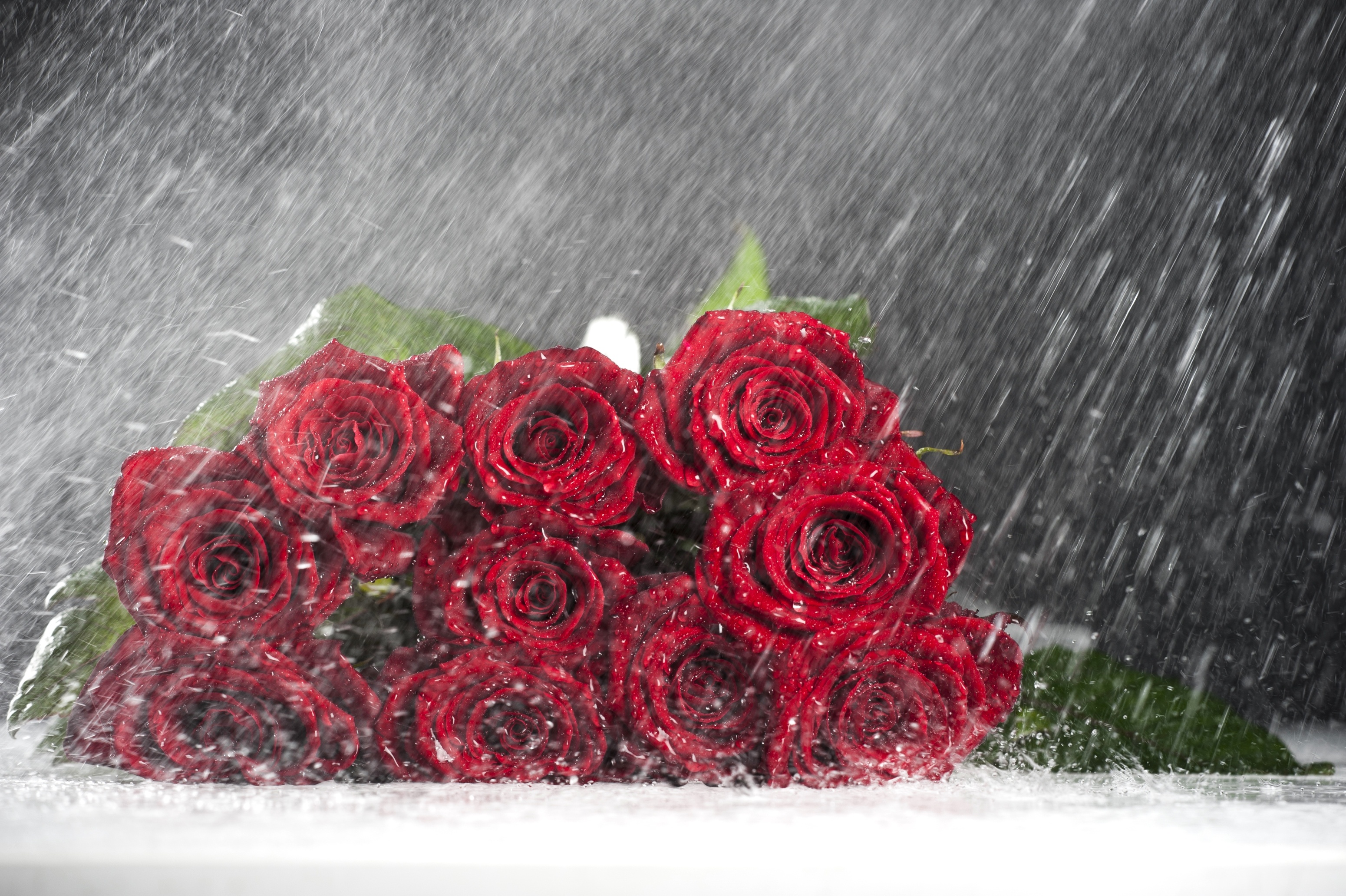 roses, Buds, Rain, Drops, Valentine Wallpaper