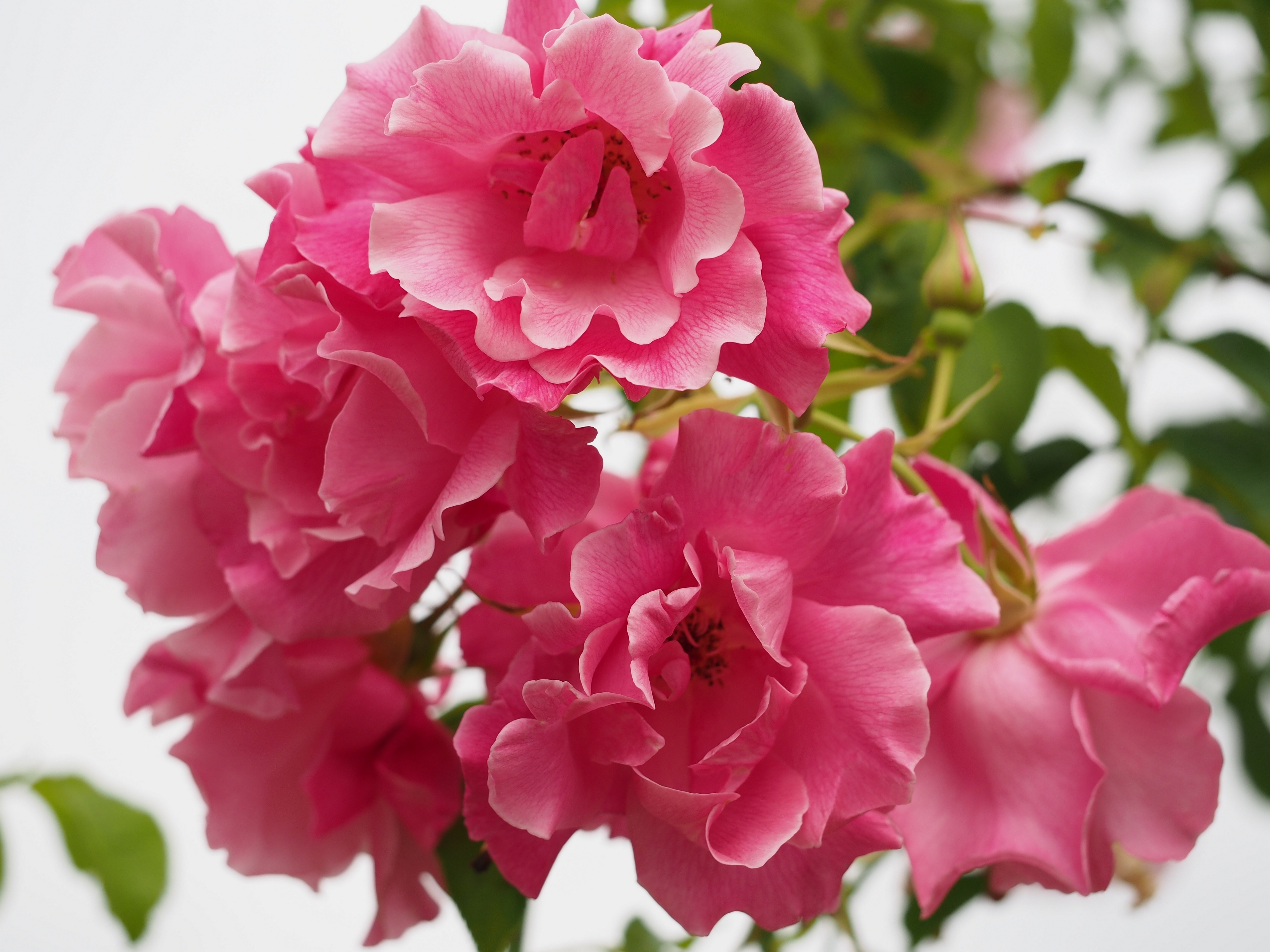 roses, Petals, Macro Wallpaper