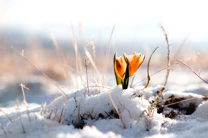 winter, Snow, Flower