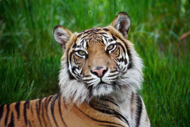 tiger, Wild, Cat, Muzzle HD Wallpaper Desktop Background