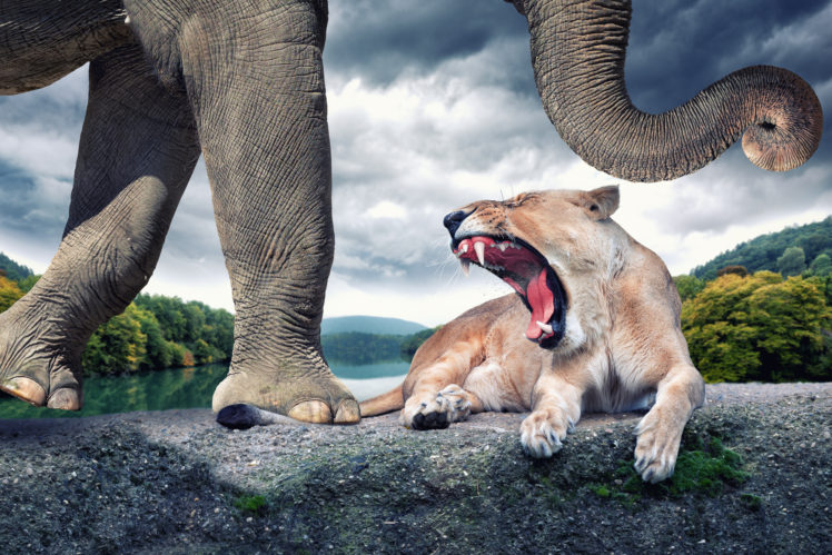 lion, Elephant, The, Roar, The, Situation HD Wallpaper Desktop Background