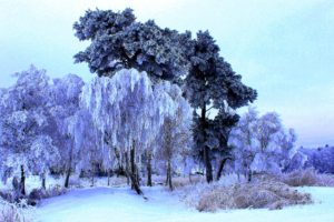 winter, Trees, Nature