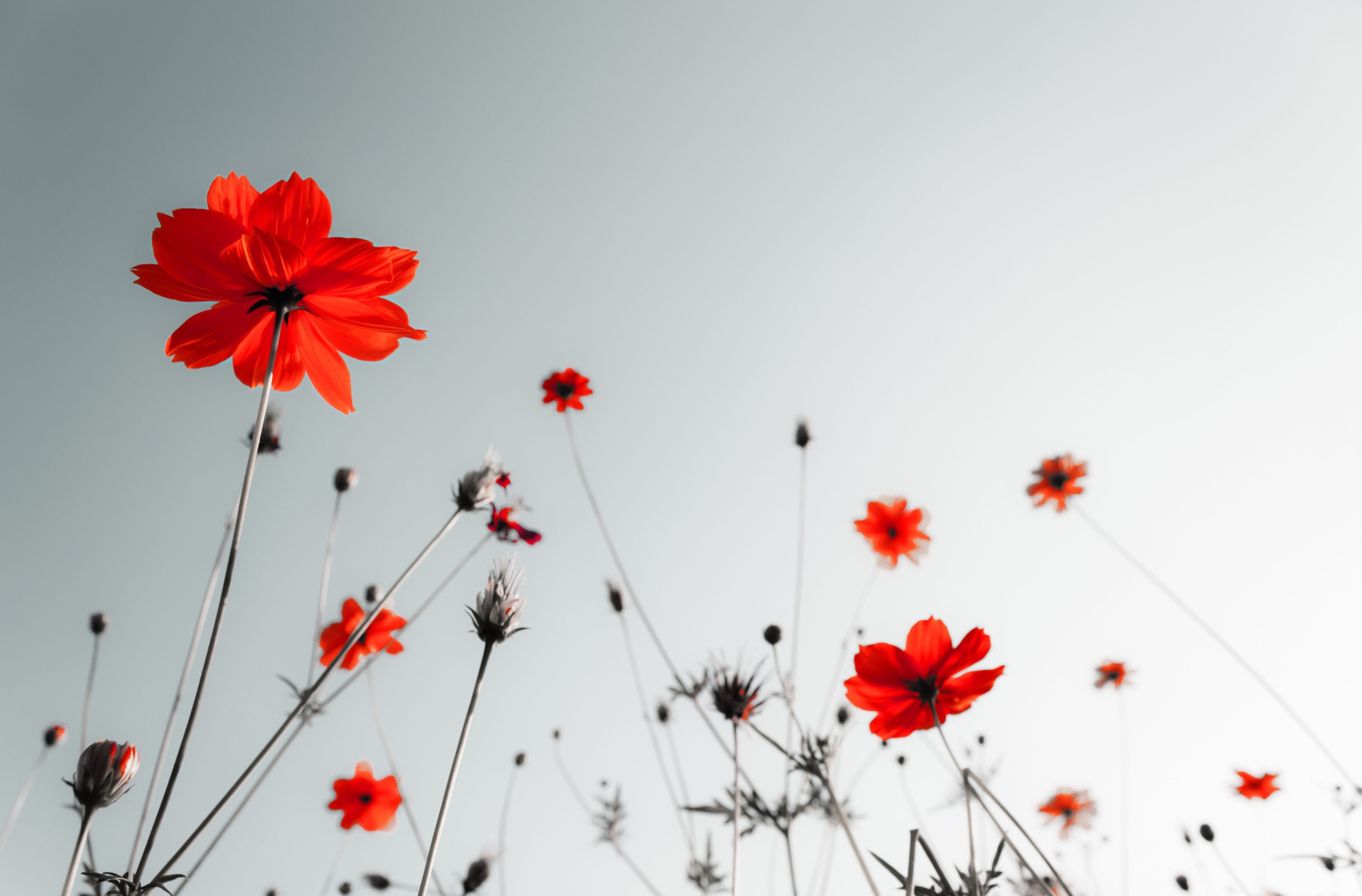 flower, Poppy, Poppies Wallpaper
