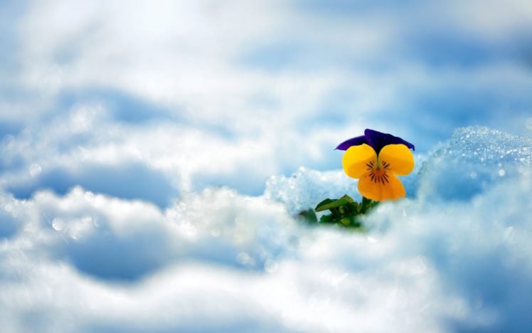 flower, Winter, Snow, Bokeh HD Wallpaper Desktop Background
