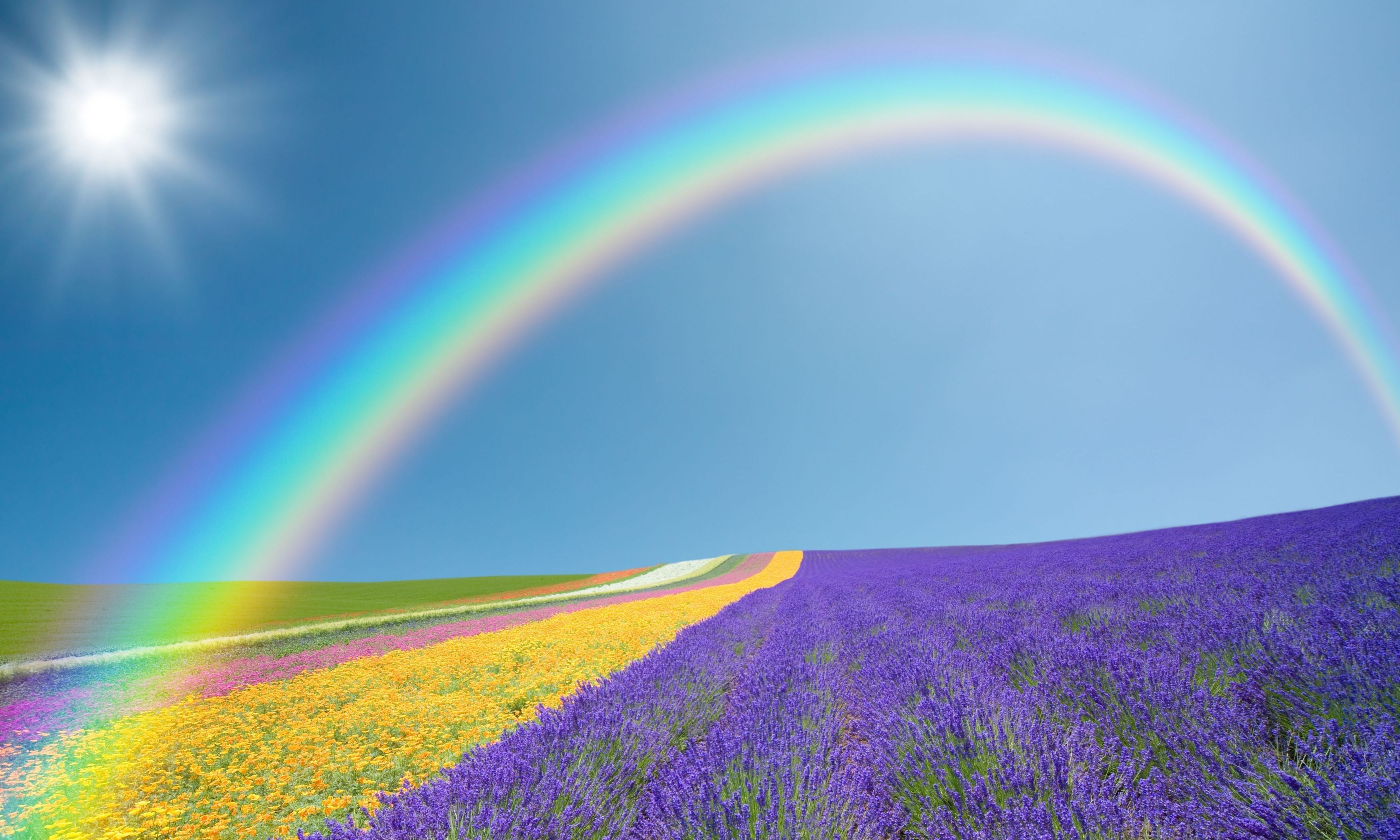 landscape, Nature, Field, Fields, Flowers, Flowers, Purple, Yellow, Green, Rainbow, Sky, Sun Wallpaper
