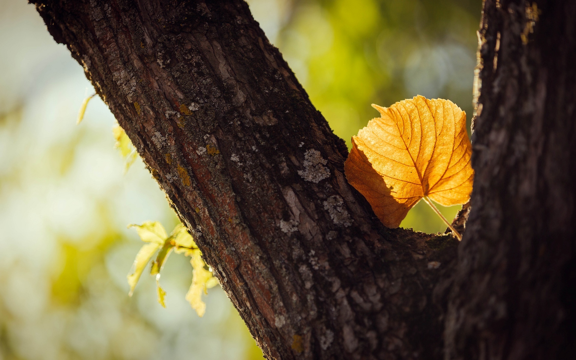 macro, Leaf, Leaf, Yellow, Shape, Tree, Trees, Leaves, Stem, Bark, Blur, Autumn Wallpaper
