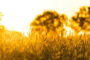 nature, Macro, Wheat, Rye, Field, Sun, Tree