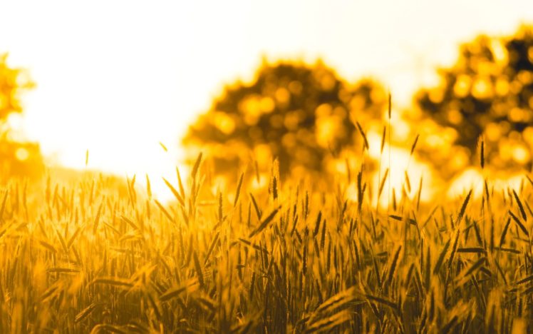 nature, Macro, Wheat, Rye, Field, Sun, Tree HD Wallpaper Desktop Background