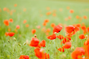 buds, Field, Red, Poppies, Flowers
