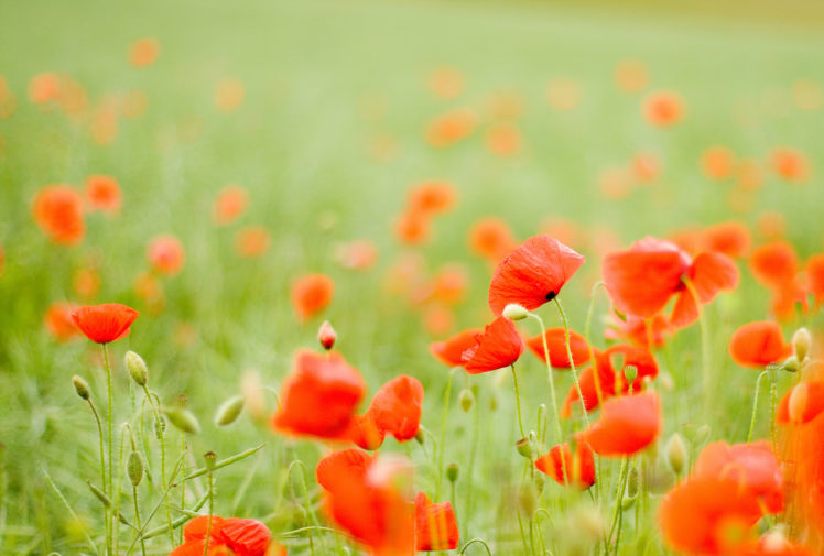 buds, Field, Red, Poppies, Flowers HD Wallpaper Desktop Background