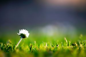 lone, Flower, In, The, Grass
