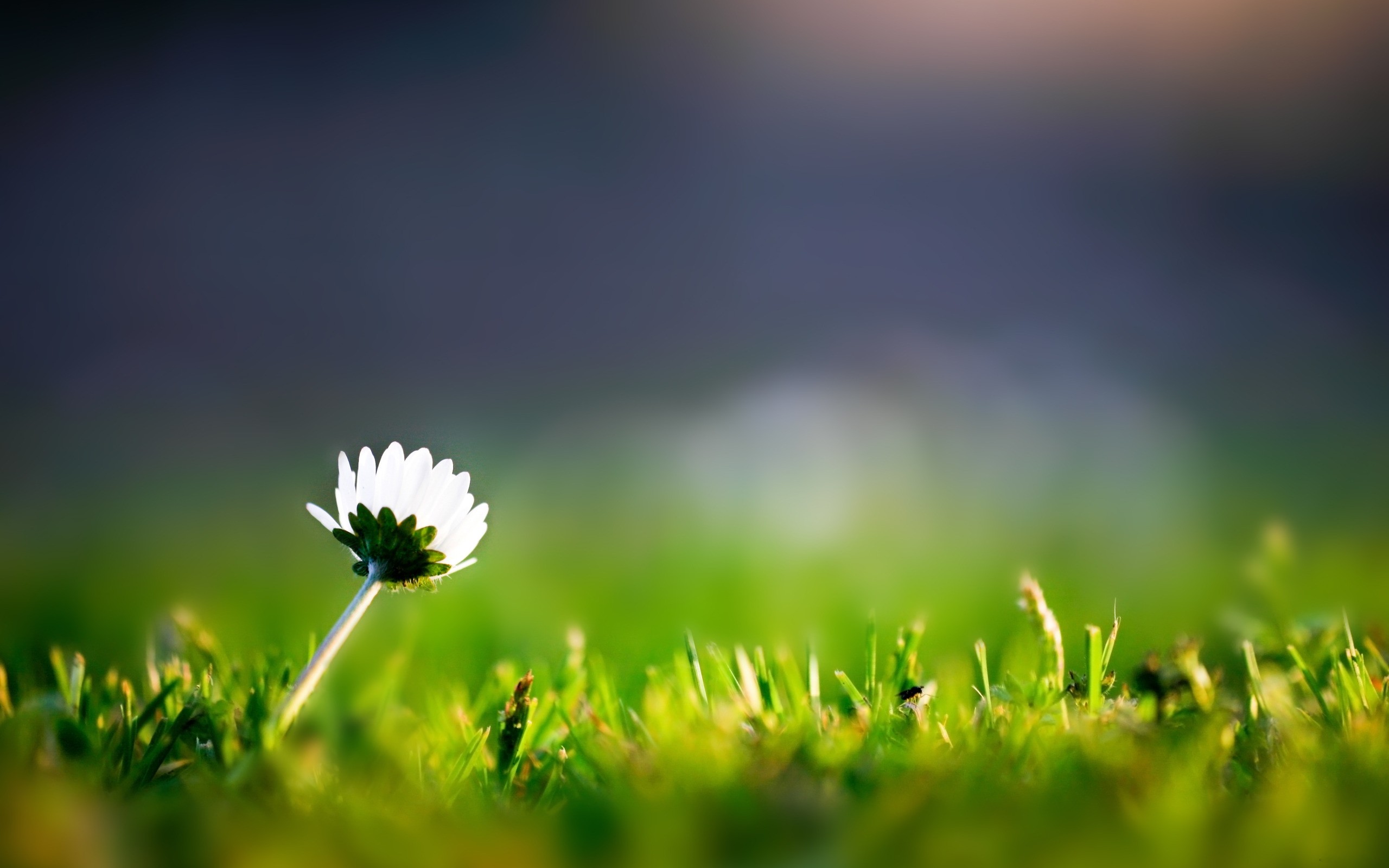 lone, Flower, In, The, Grass Wallpaper