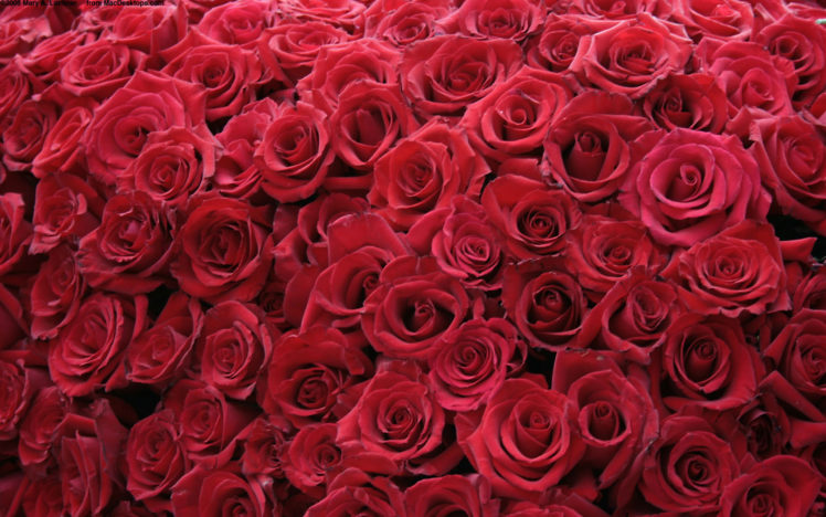 flowers, Roses, Red, Rose HD Wallpaper Desktop Background