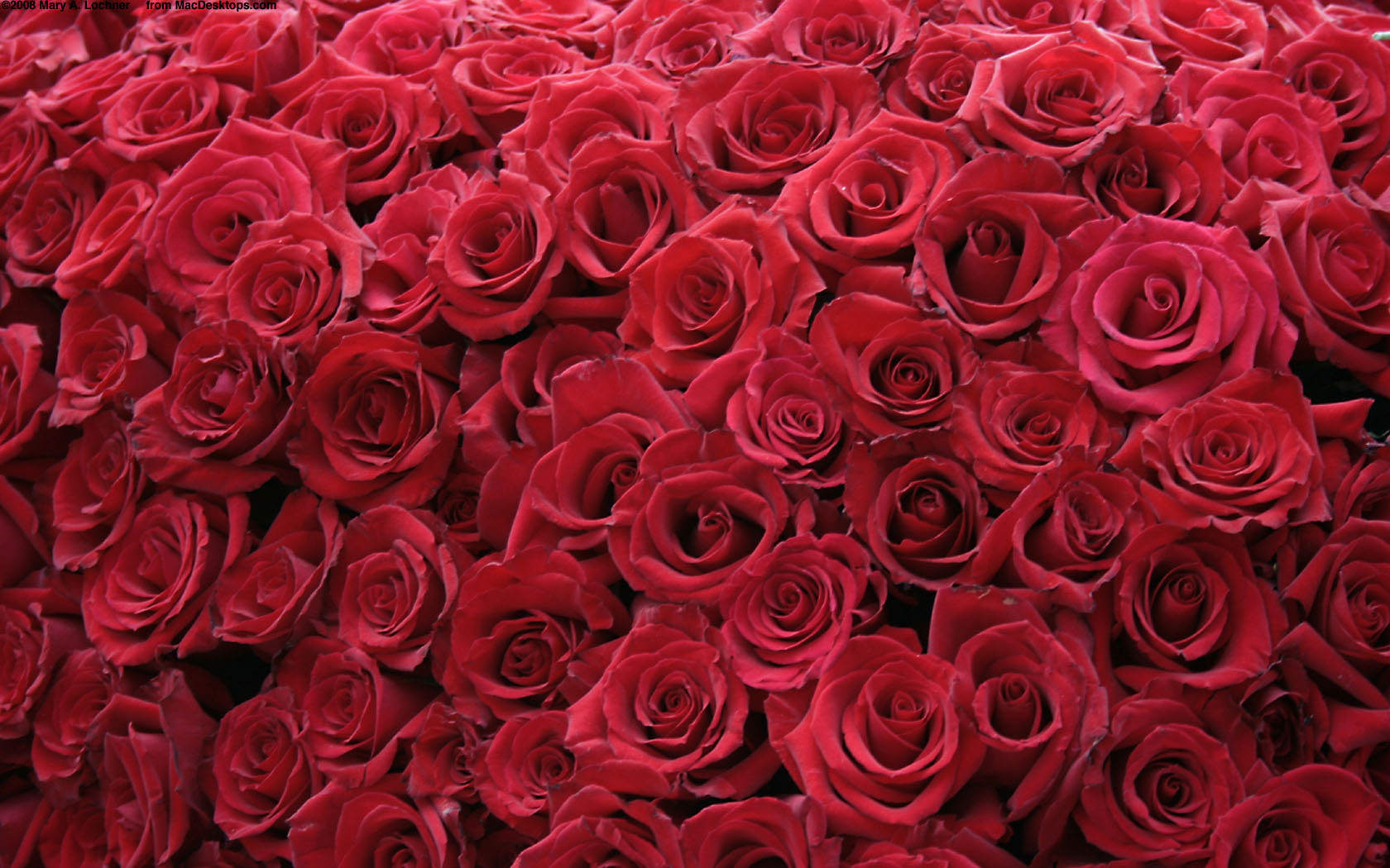 flowers, Roses, Red, Rose Wallpaper