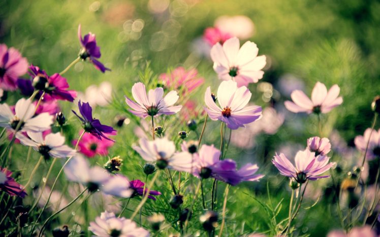 nature, Multicolor, Flowers, Macro HD Wallpaper Desktop Background