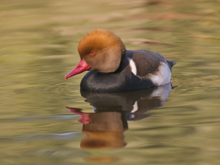 nature, Birds, Ducks HD Wallpaper Desktop Background