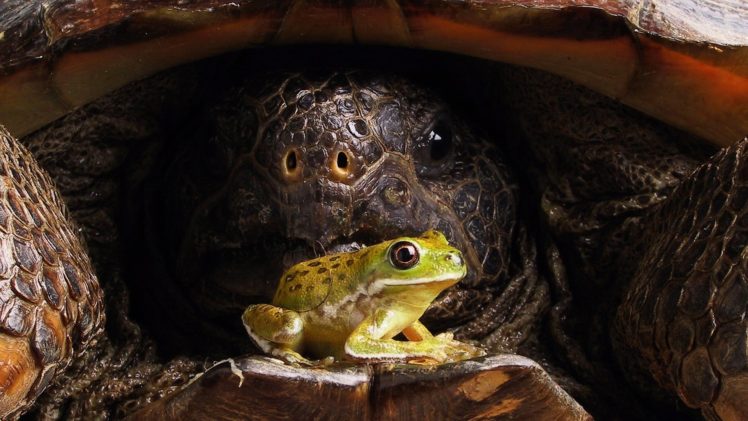 turtles, Frogs, Reptiles, Amphibians, Tree, Frogs HD Wallpaper Desktop Background