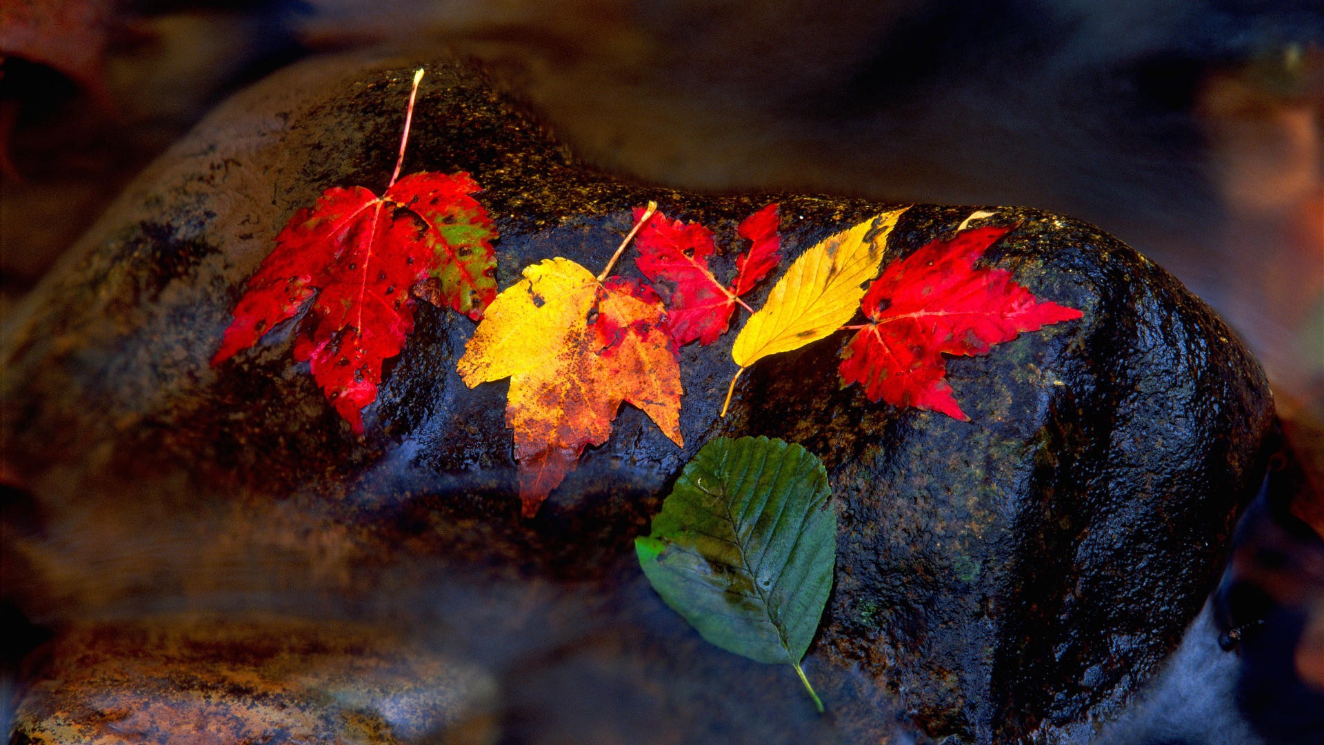 autumn, Leaves, Fallen, Leaves Wallpaper