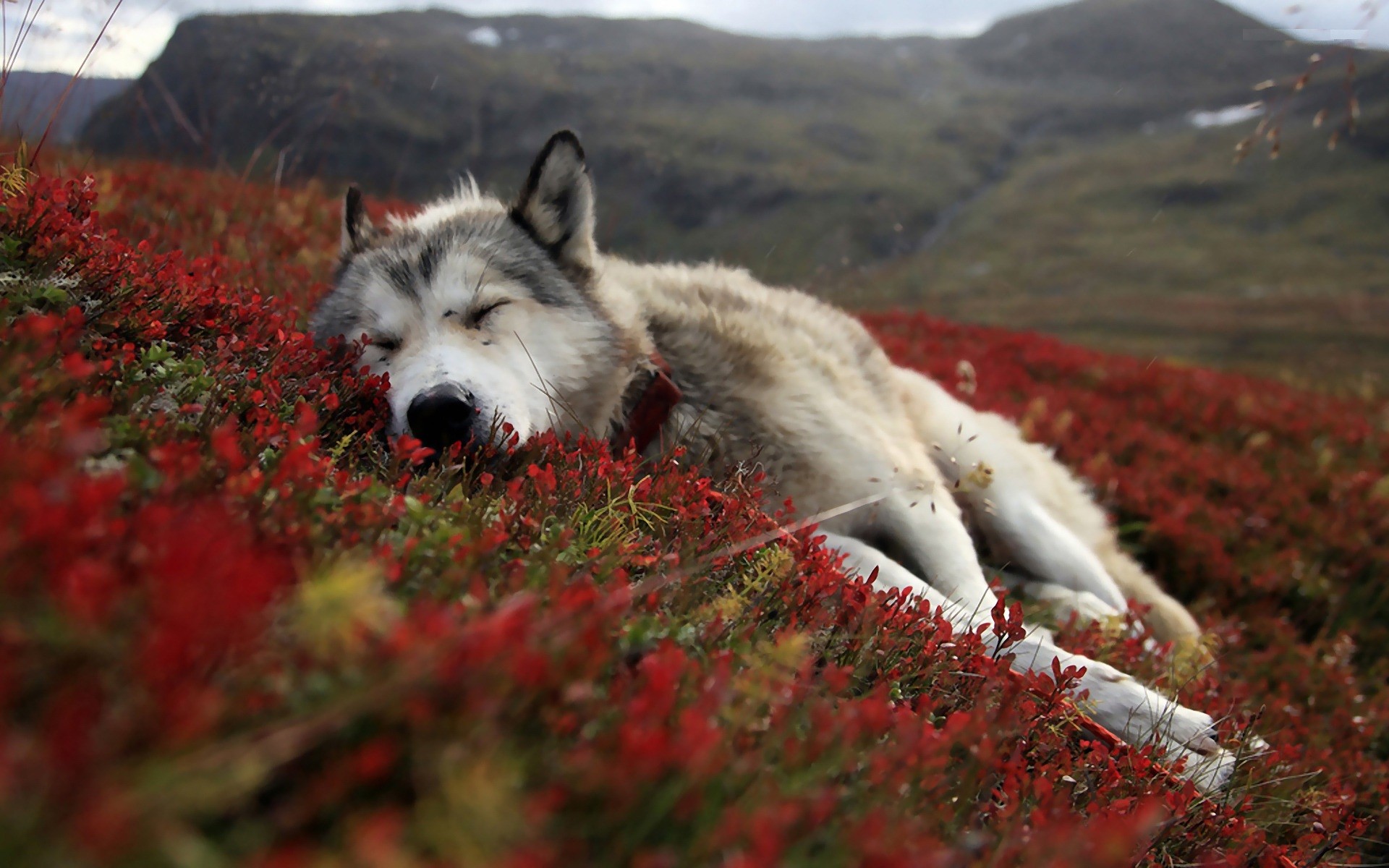 nature, Animals, Wolves Wallpaper