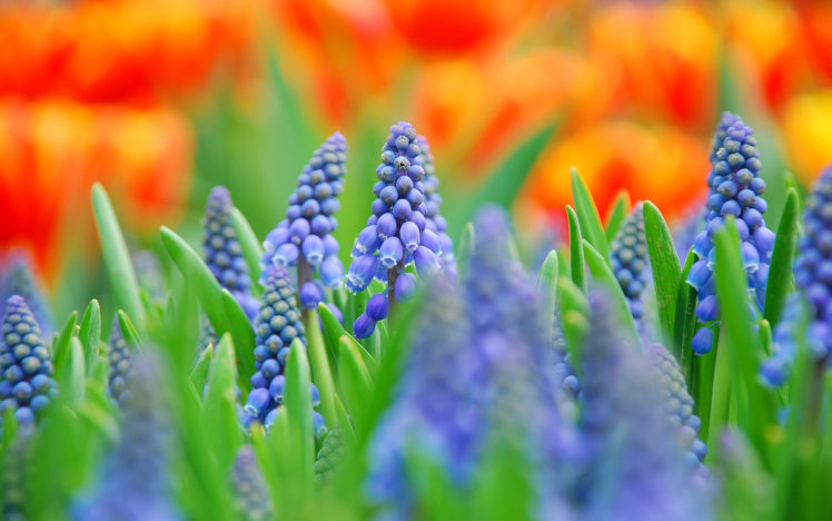 nature, Flowers, Colors, Macro HD Wallpaper Desktop Background