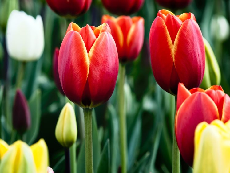 nature, Flowers, Tulips, Macro HD Wallpaper Desktop Background