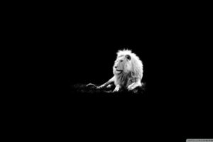 lion, 11 wallpaper 1920×1080