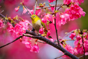 animals, Birds, Nature, Trees, Flowers, Blossoms, Colors, Pink