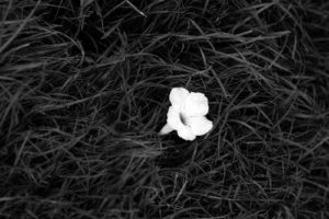 flowers, Monochrome