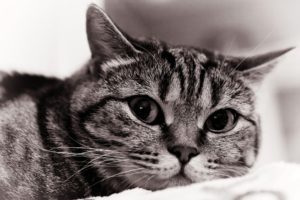 cats, Animals, Monochrome