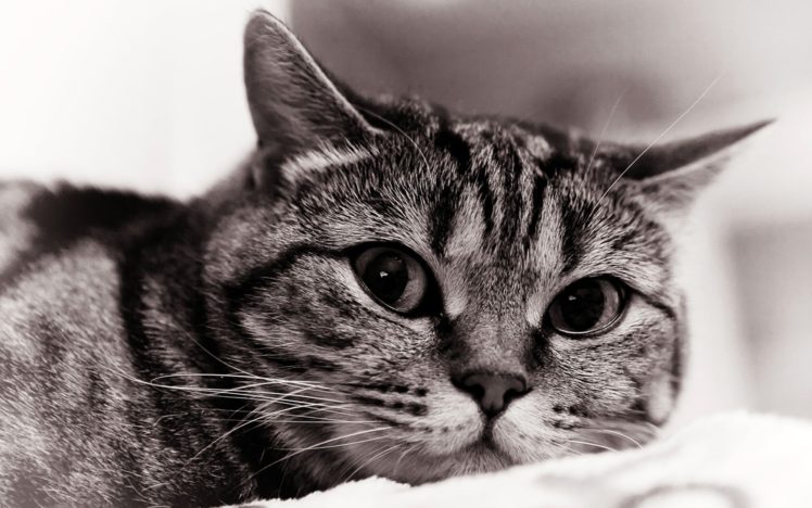 cats, Animals, Monochrome HD Wallpaper Desktop Background