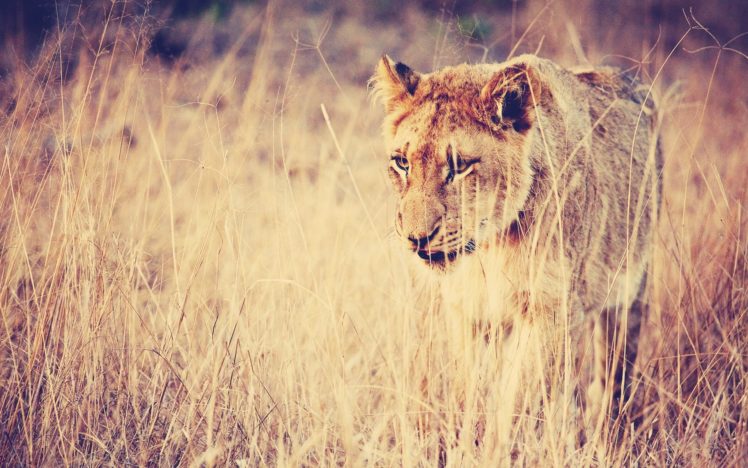 lion, Cub, Feline, Savanna HD Wallpaper Desktop Background