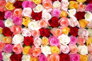 flowers, Roses, Colors