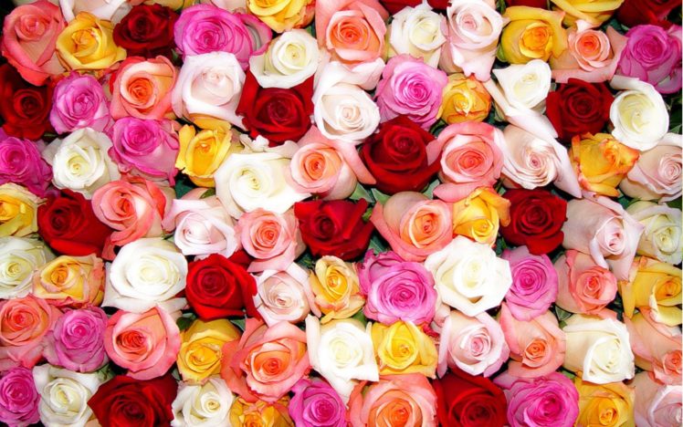 flowers, Roses, Colors HD Wallpaper Desktop Background
