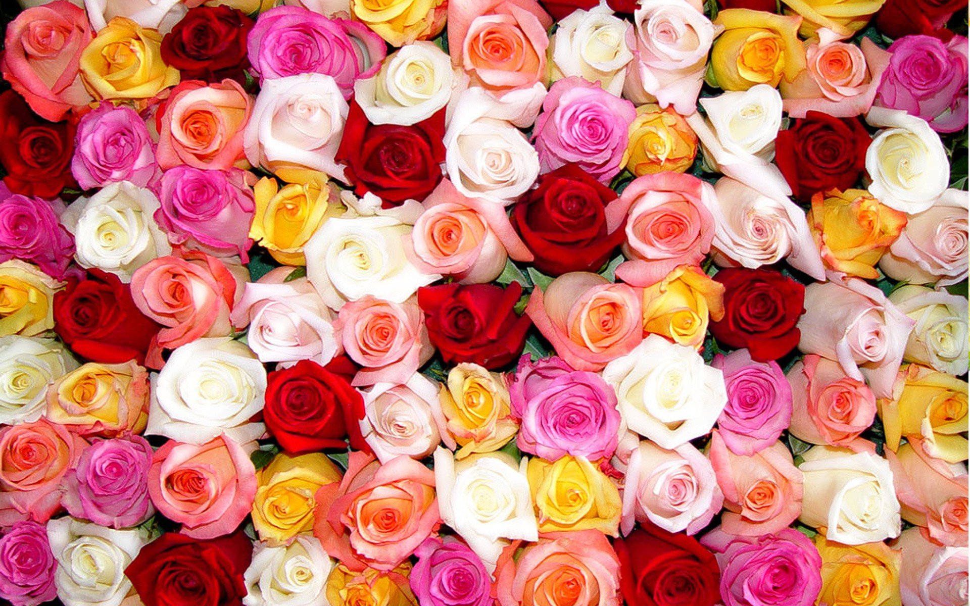flowers, Roses, Colors Wallpaper