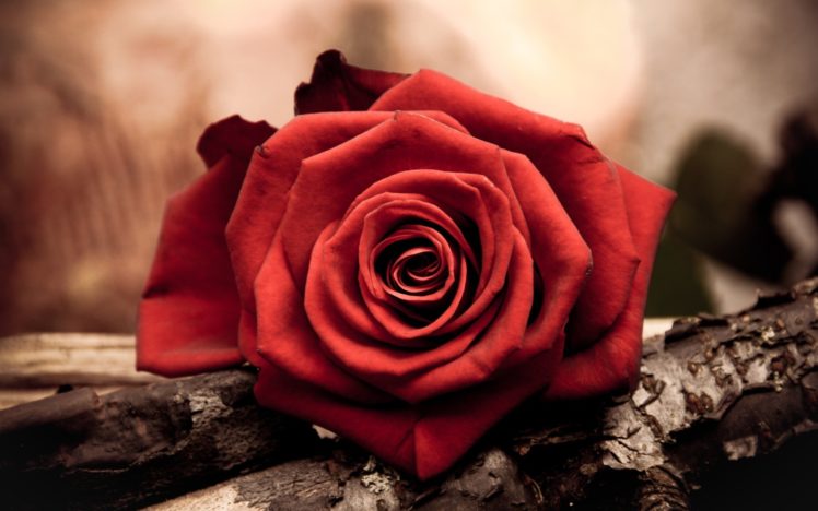 nature, Flowers, Roses, Red, Flowers, Red, Rose HD Wallpaper Desktop Background