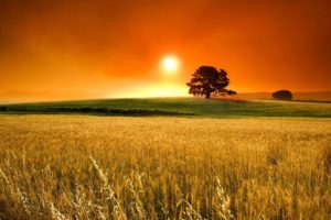 sunset, Nature, Trees, Autumn, Fields, Wheat