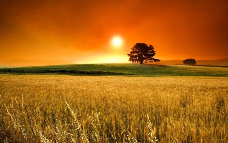 sunset, Nature, Trees, Autumn, Fields, Wheat HD Wallpaper Desktop Background