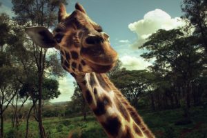 animals, Giraffes