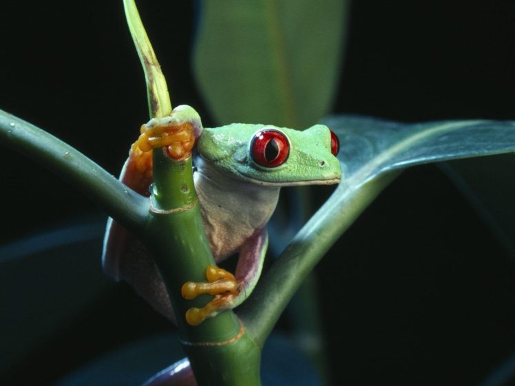 frogs, Red eyed, Tree, Frog, Amphibians HD Wallpaper Desktop Background