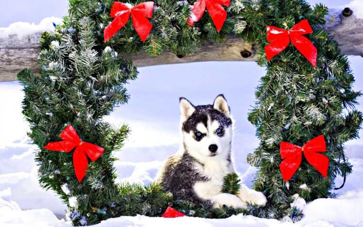 holidays, Christmas, Seasonal, Festive HD Wallpaper Desktop Background