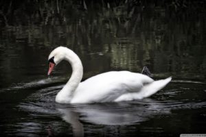 water, Nature, Birds, Swans