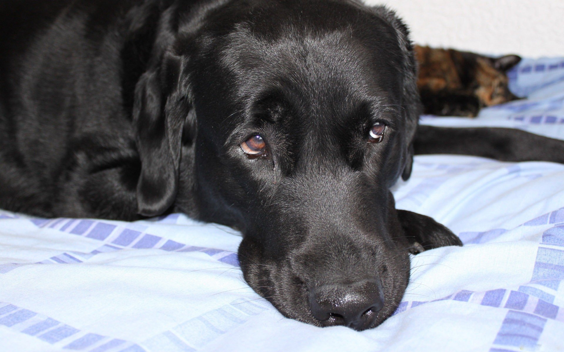 black, Cats, Beds, Dogs, Sad, Summertime, Sadness Wallpaper