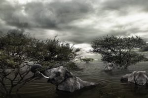 trees, Animals, Flood, Elephants