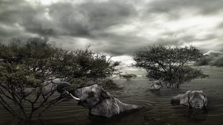 trees, Animals, Flood, Elephants HD Wallpaper Desktop Background