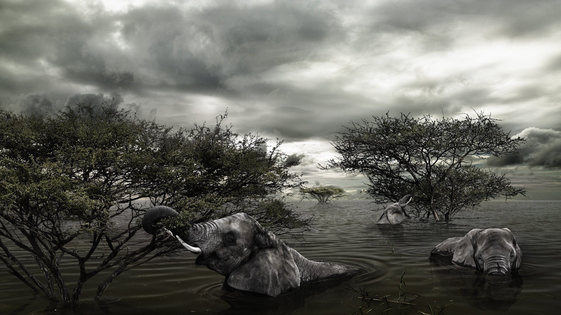 trees, Animals, Flood, Elephants Wallpaper