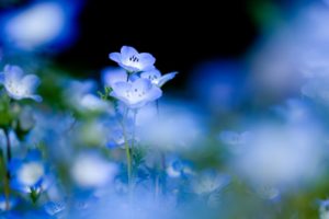 blue, Flowers, On, A, Gentle, Background