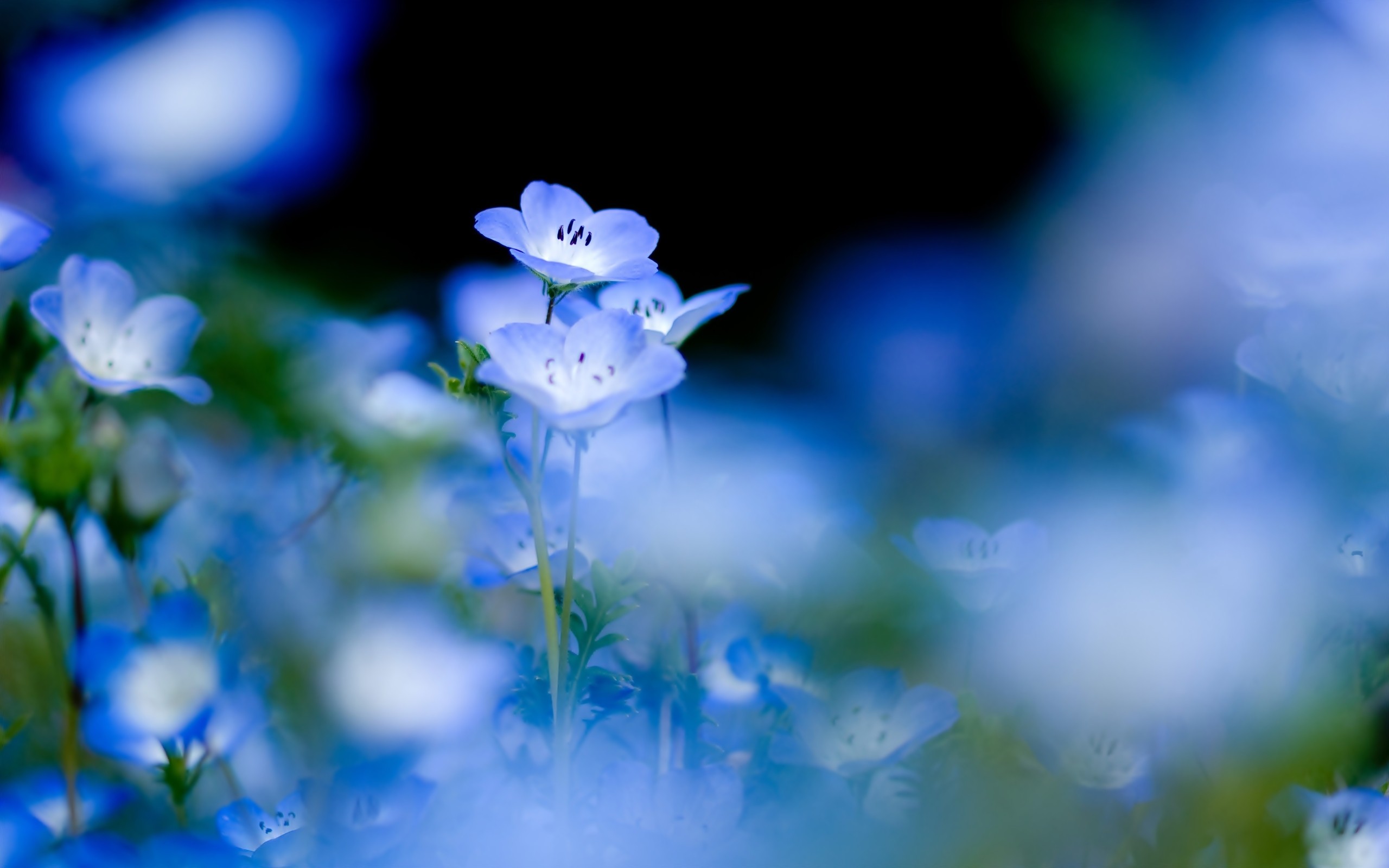 blue, Flowers, On, A, Gentle, Background Wallpaper